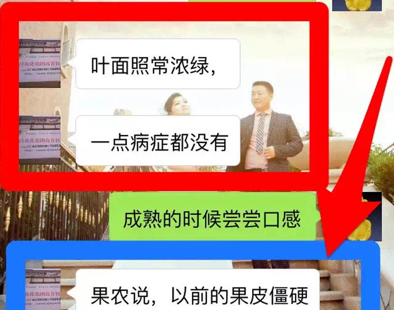 高青縣用亮米果靚果皮柔軟 不裂果 葉片濃綠不早衰