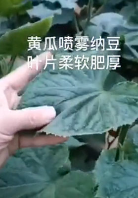 黃瓜噴霧納豆葉片柔軟肥厚